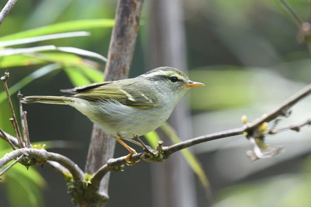 云南白斑尾柳莺（Phylloscopus intensior）