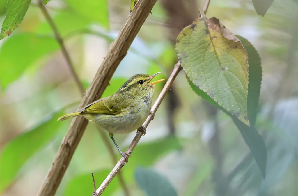 云南白斑尾柳莺（Phylloscopus intensior）