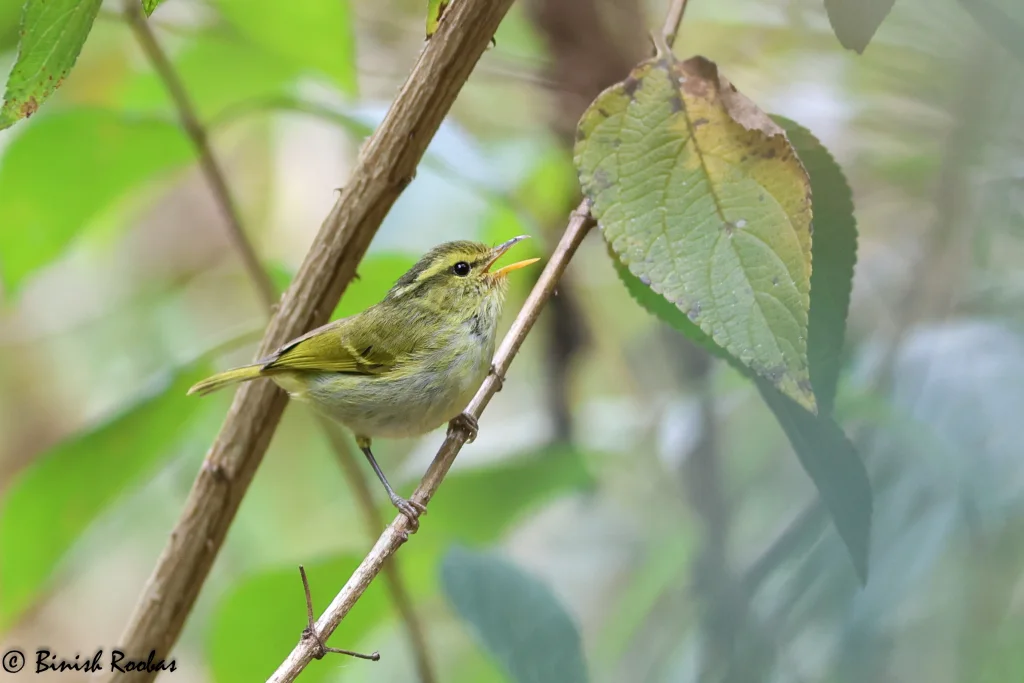 云南白斑尾柳莺（Phylloscopus intensior）