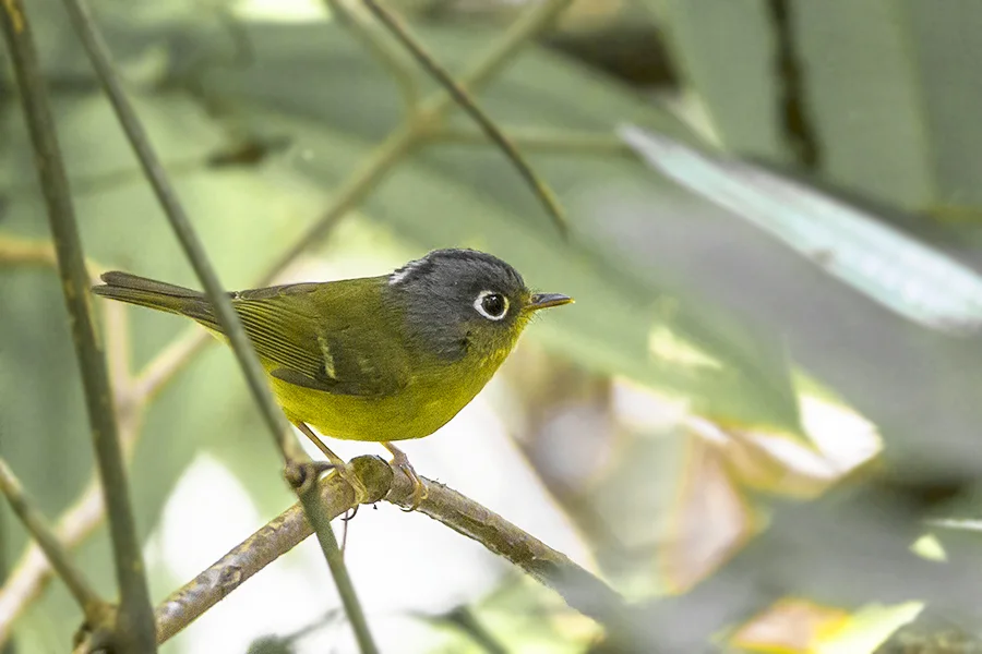 白眶鹟莺（Phylloscopus intermedius）