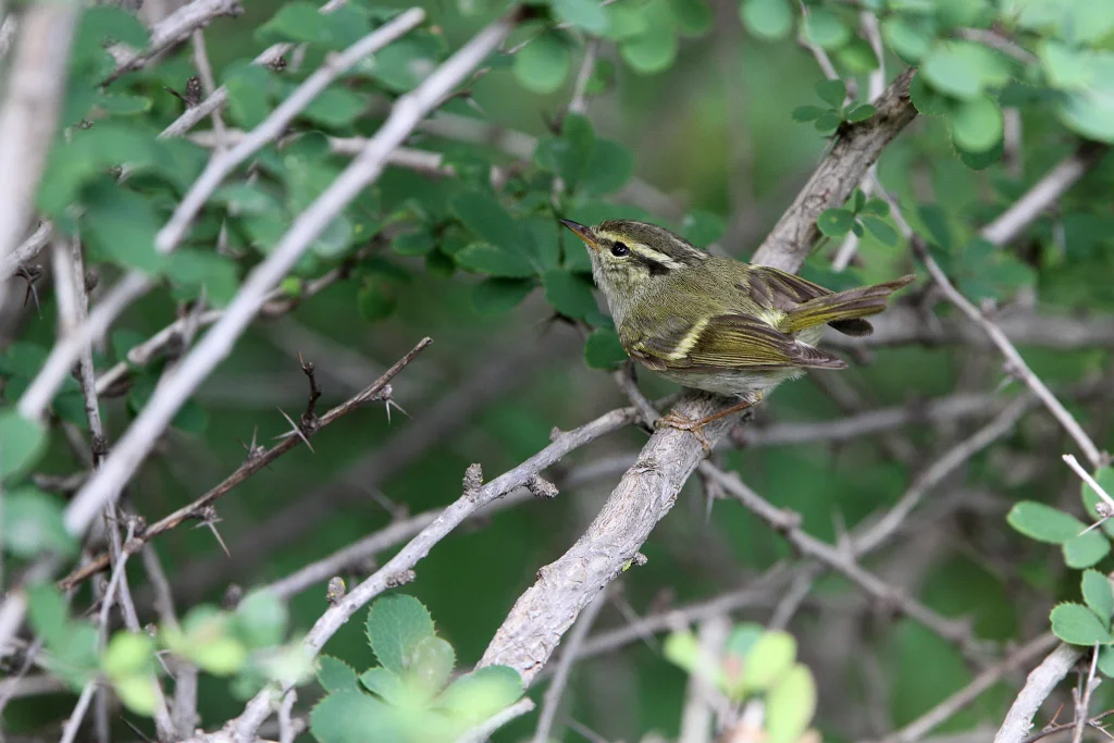 甘肃柳莺(Phylloscopus kansuensis)