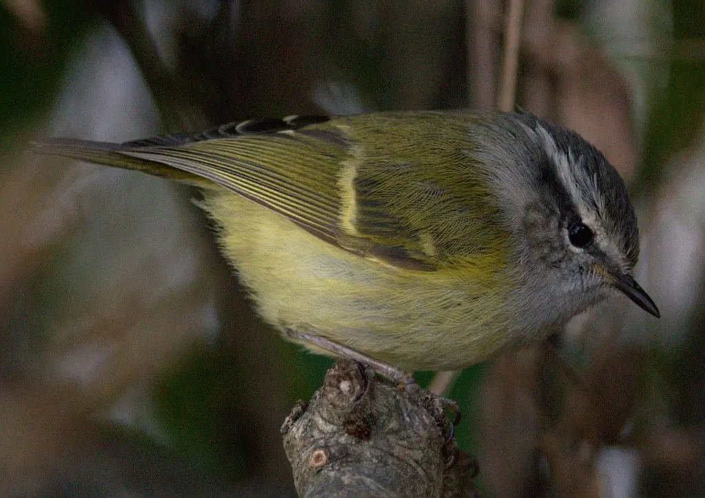 灰喉柳莺（Phylloscopus maculipennis）