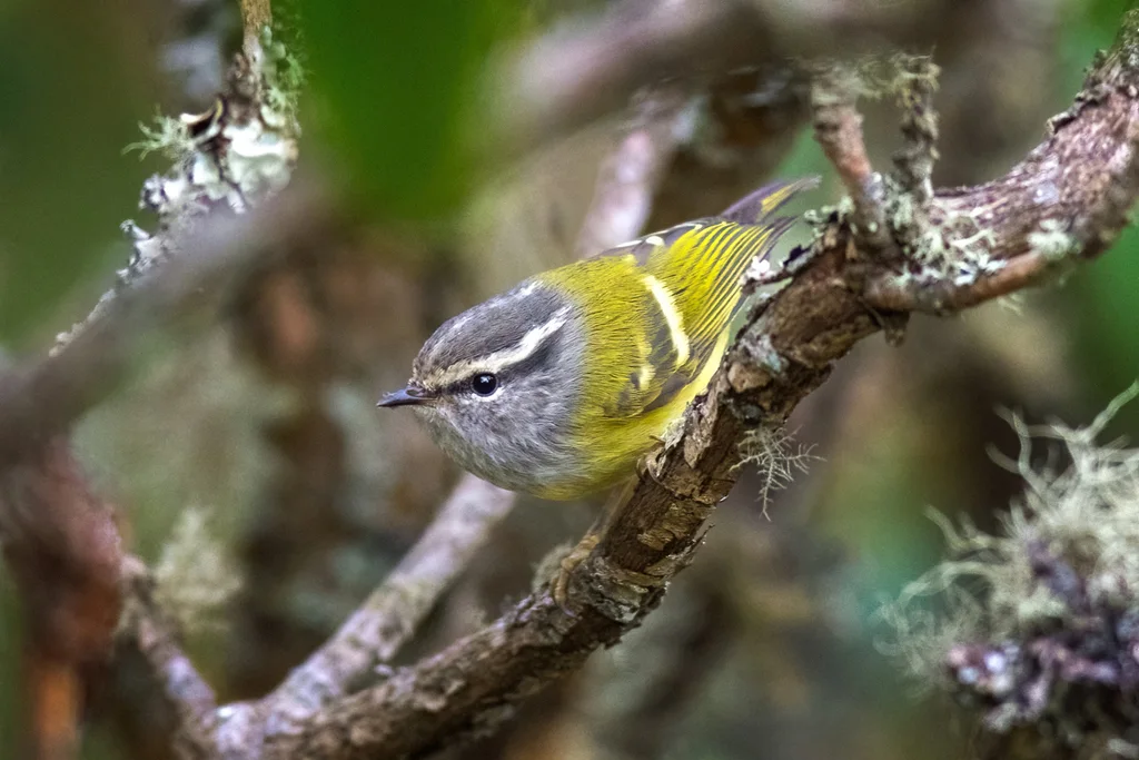 灰喉柳莺（Phylloscopus maculipennis）