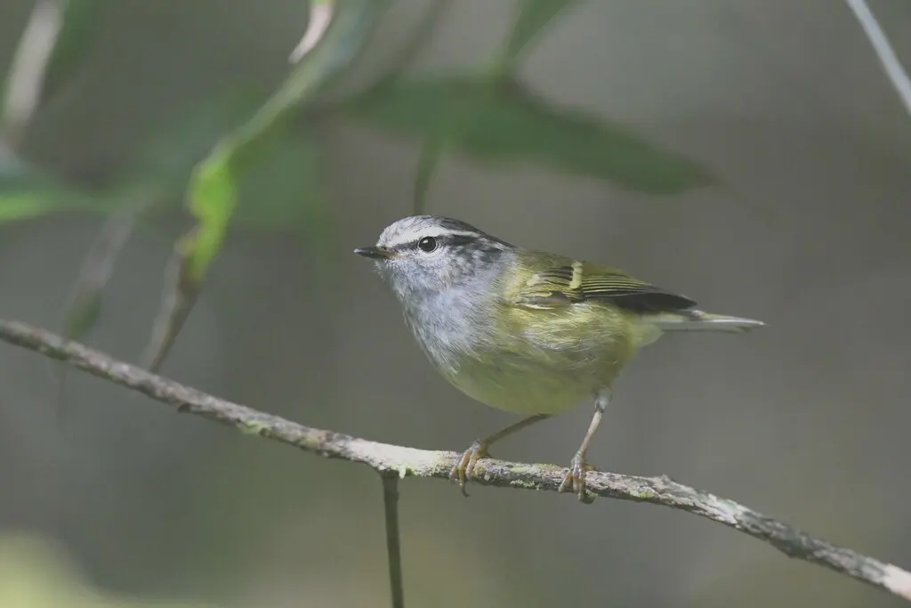 灰喉柳莺（Phylloscopus maculipennis）
