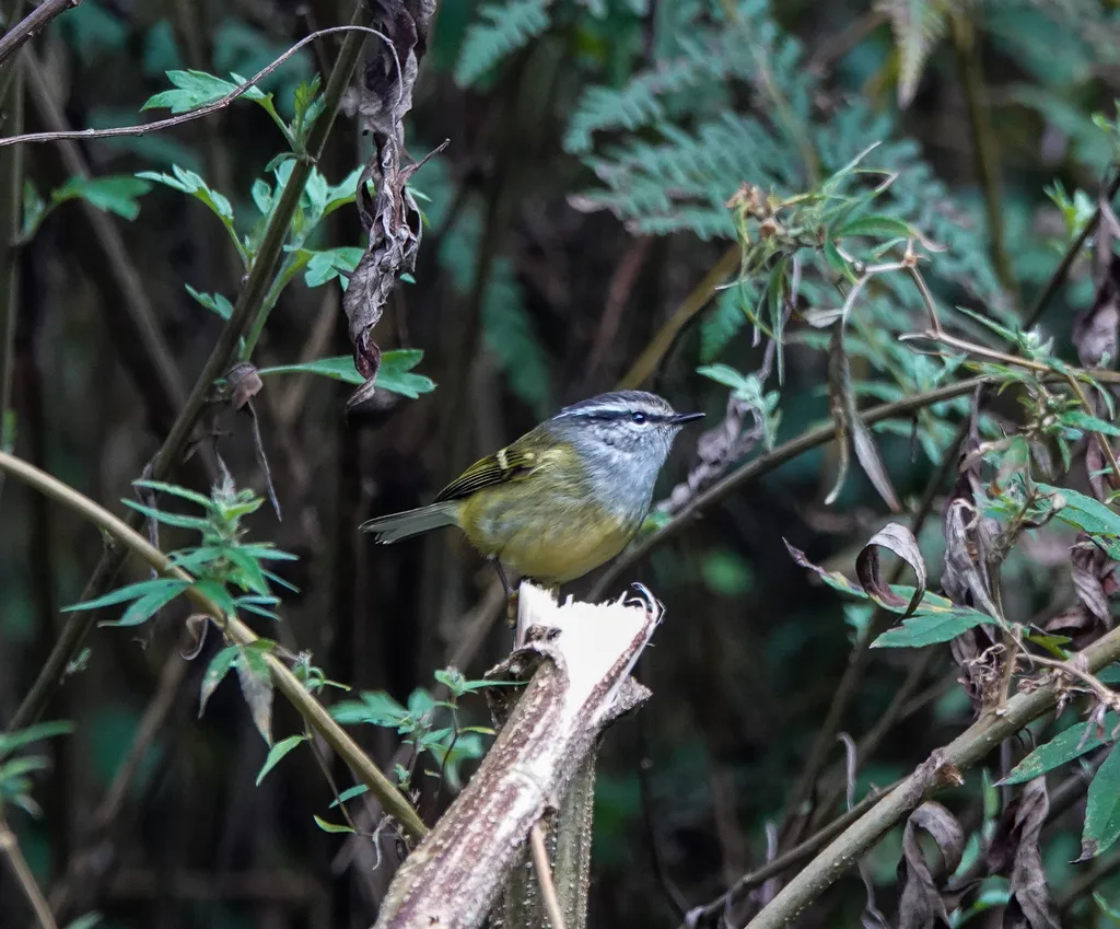 灰喉柳莺（Phylloscopus maculipennis）