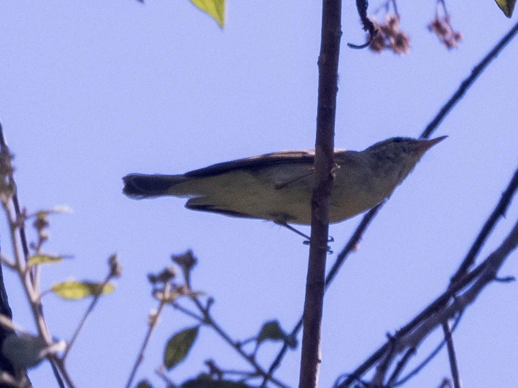 乌嘴柳莺(Phylloscopus magnirostris)
