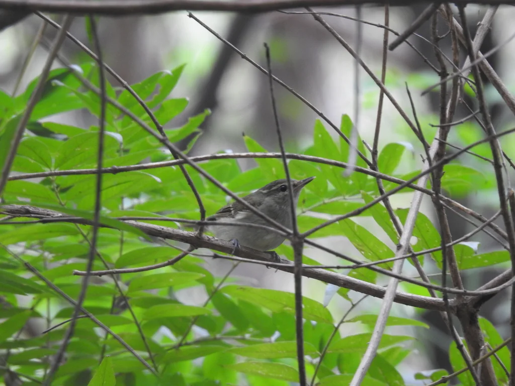 乌嘴柳莺(Phylloscopus magnirostris)