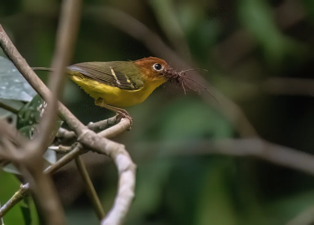 黄胸鹟莺(Phylloscopus montis)