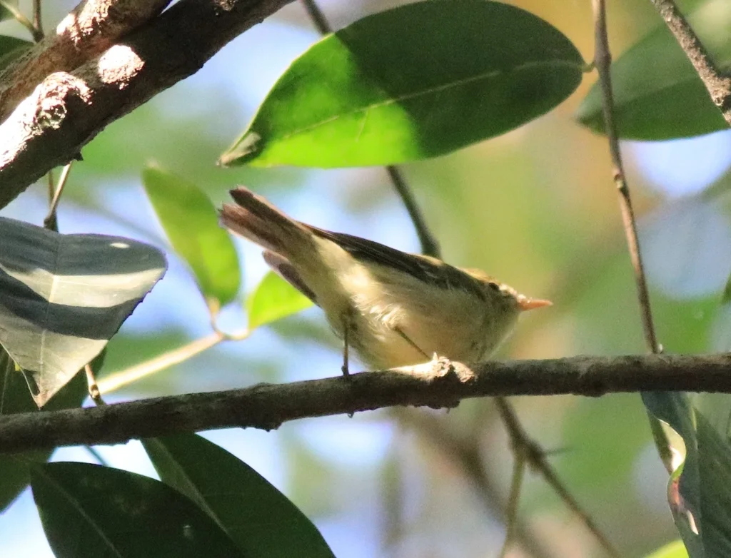 绿柳莺(Phylloscopus nitidus)