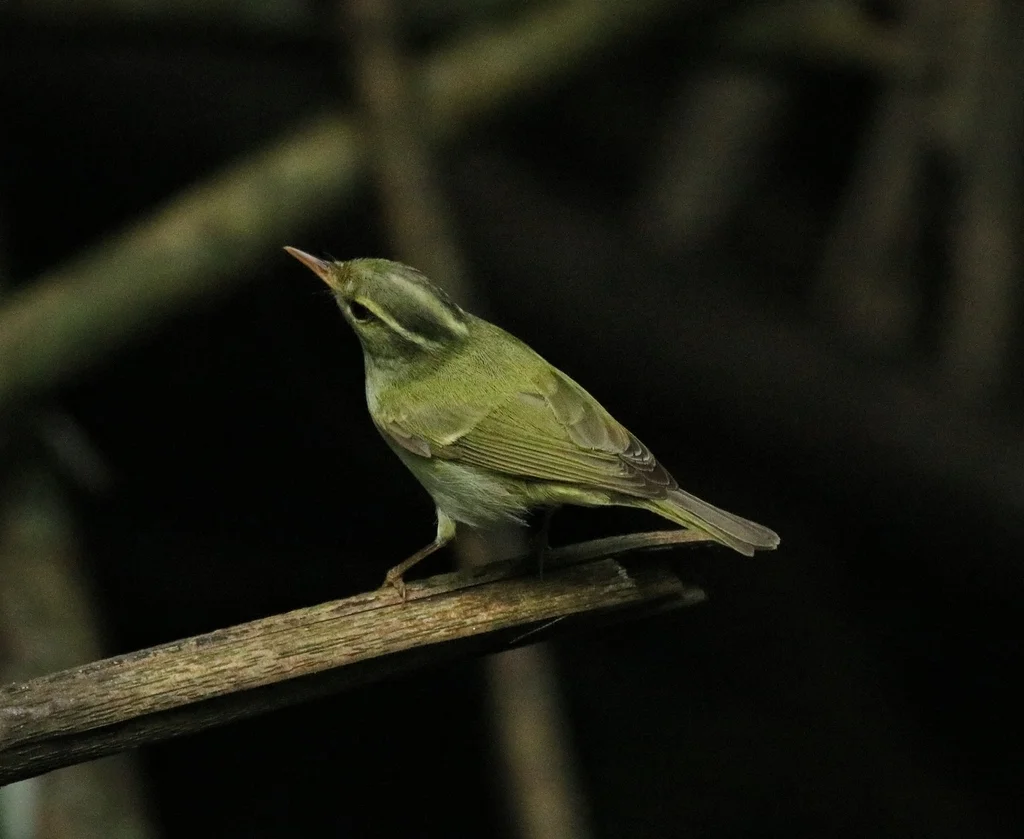 大冕柳莺(Phylloscopus occipitalis)