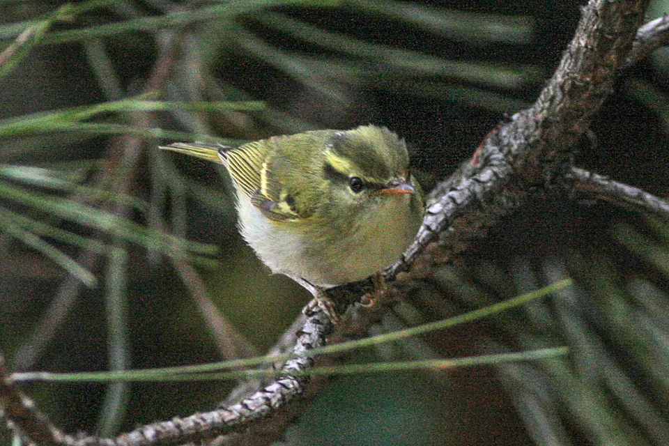 白斑尾柳莺(Phylloscopus ogilviegranti)