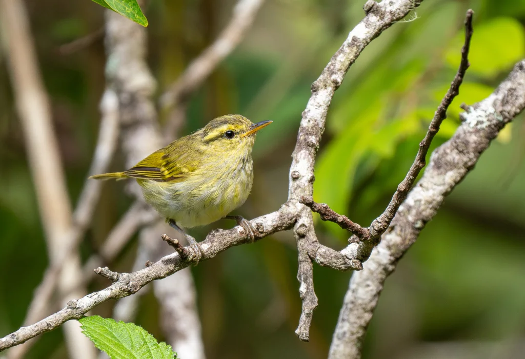 白斑尾柳莺(Phylloscopus ogilviegranti)