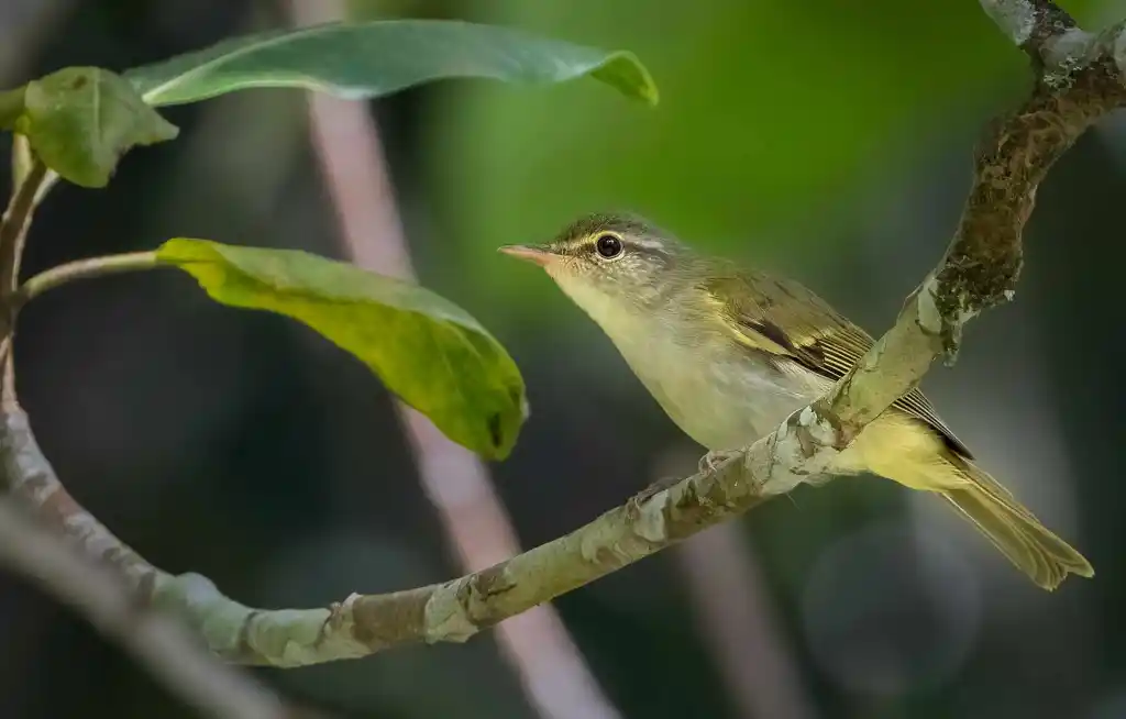菲律宾柳莺(Phylloscopus olivaceus)