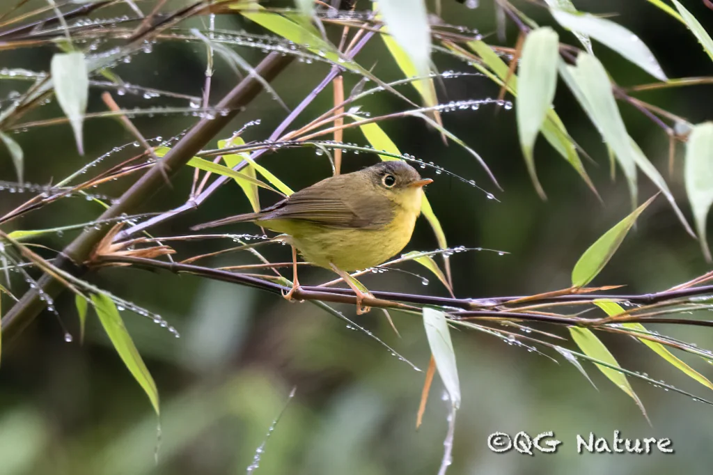 峨眉鹟莺（Phylloscopus omeiensis）