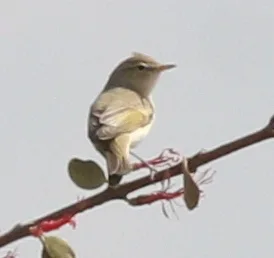 东博氏柳莺(Phylloscopus orientalis)