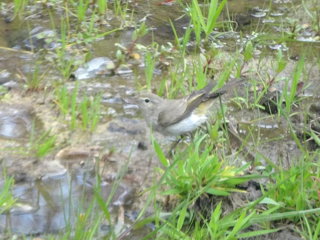 东博氏柳莺(Phylloscopus orientalis)