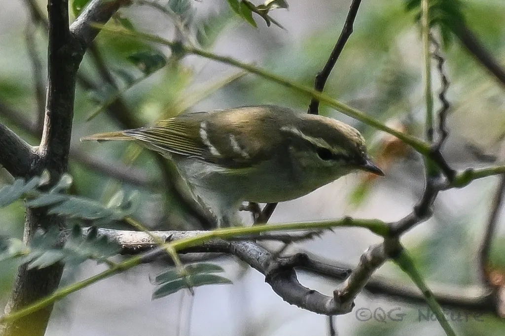 双斑绿柳莺(Phylloscopus plumbeitarsus)