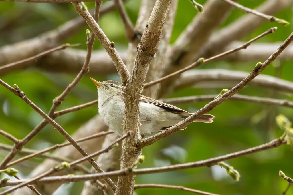 双斑绿柳莺(Phylloscopus plumbeitarsus)