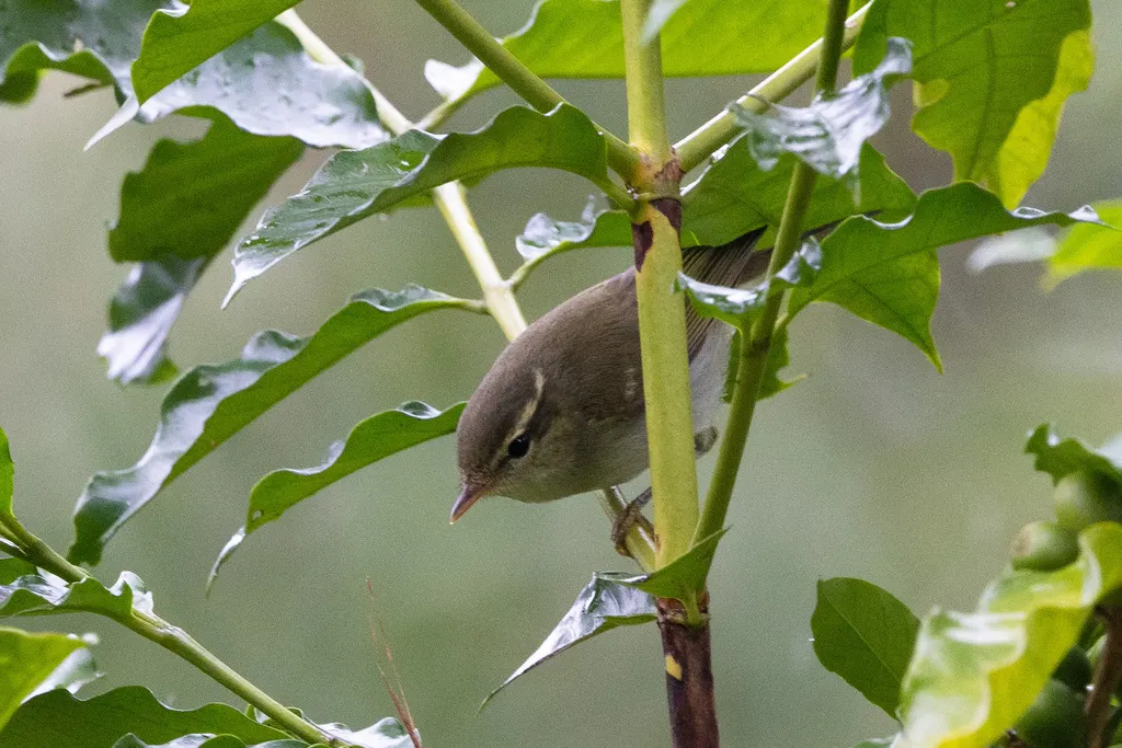 双斑绿柳莺(Phylloscopus plumbeitarsus)
