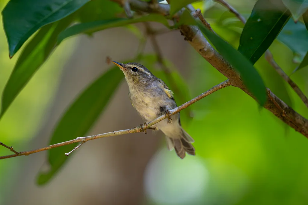 双斑绿柳莺(Phylloscopus plumbeitarsus)