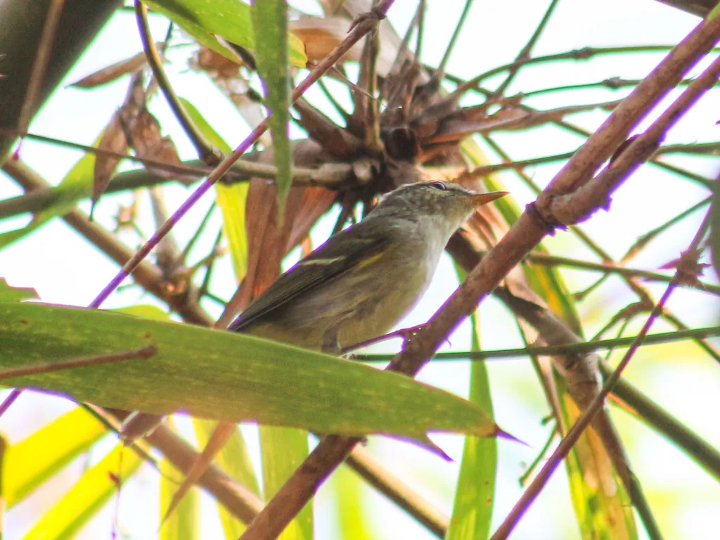 双斑绿柳莺(Phylloscopus plumbeitarsus)