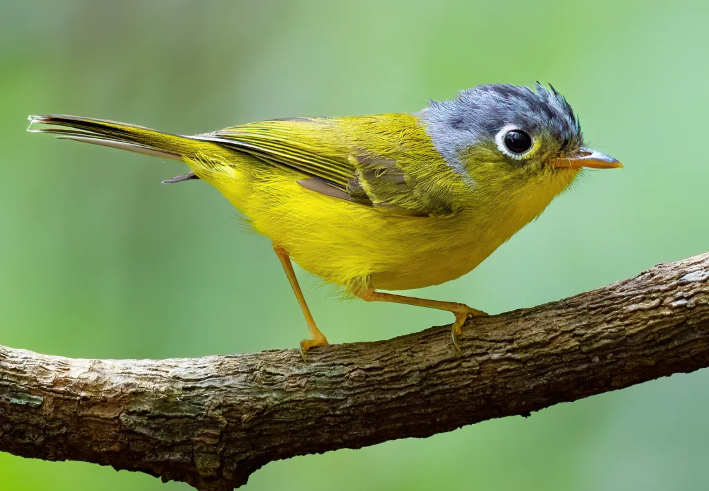 灰脸鹟莺(Phylloscopus poliogenys)