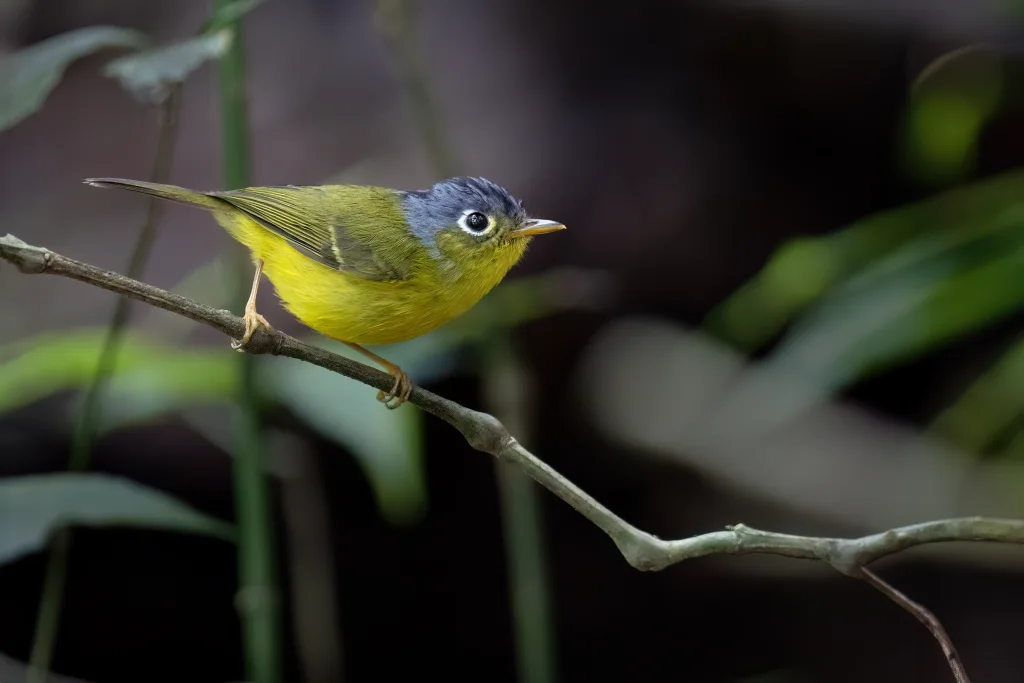 灰脸鹟莺(Phylloscopus poliogenys)