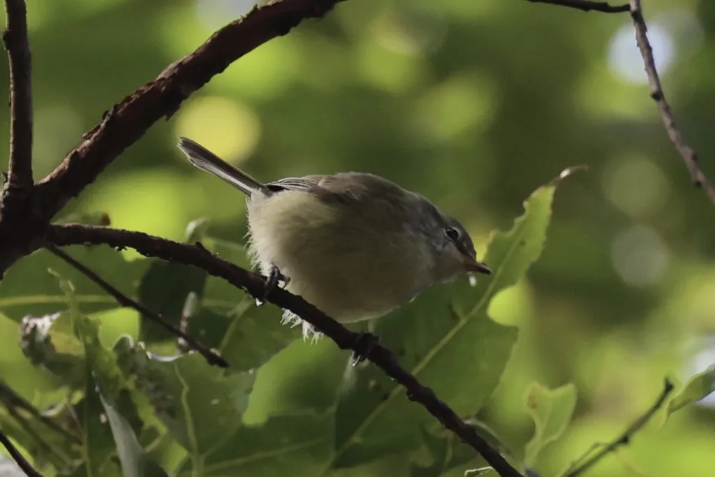 帝汶柳莺(Phylloscopus presbytes)