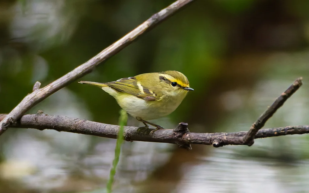 黄腰柳莺(Phylloscopus proregulus)