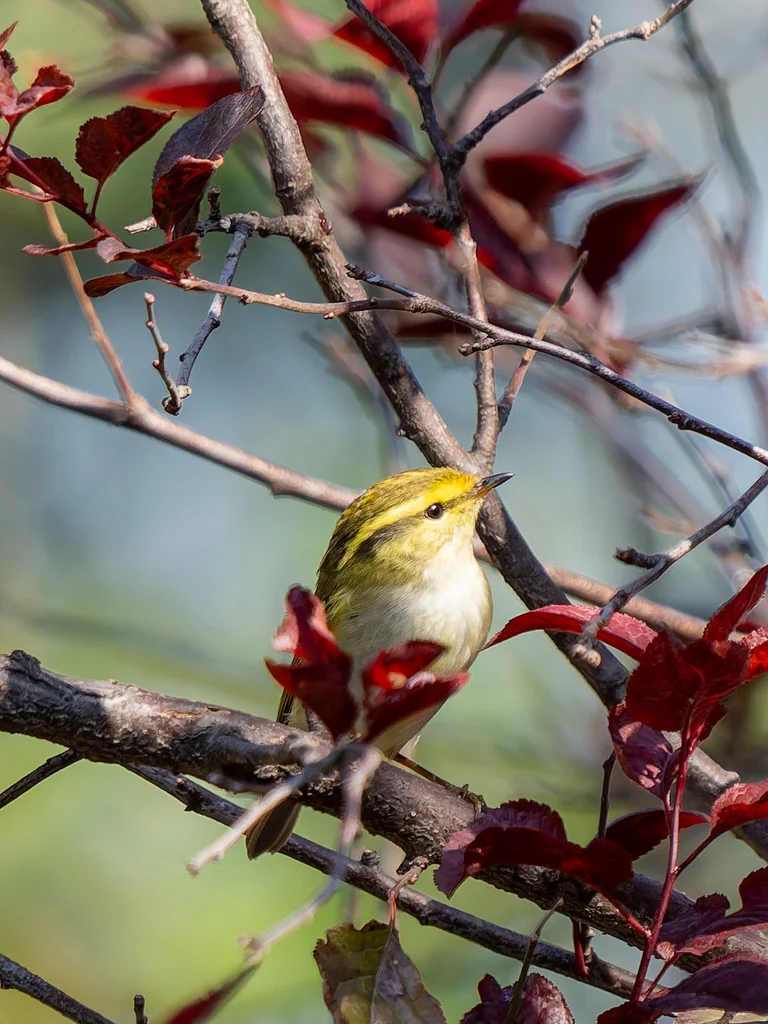 黄腰柳莺(Phylloscopus proregulus)
