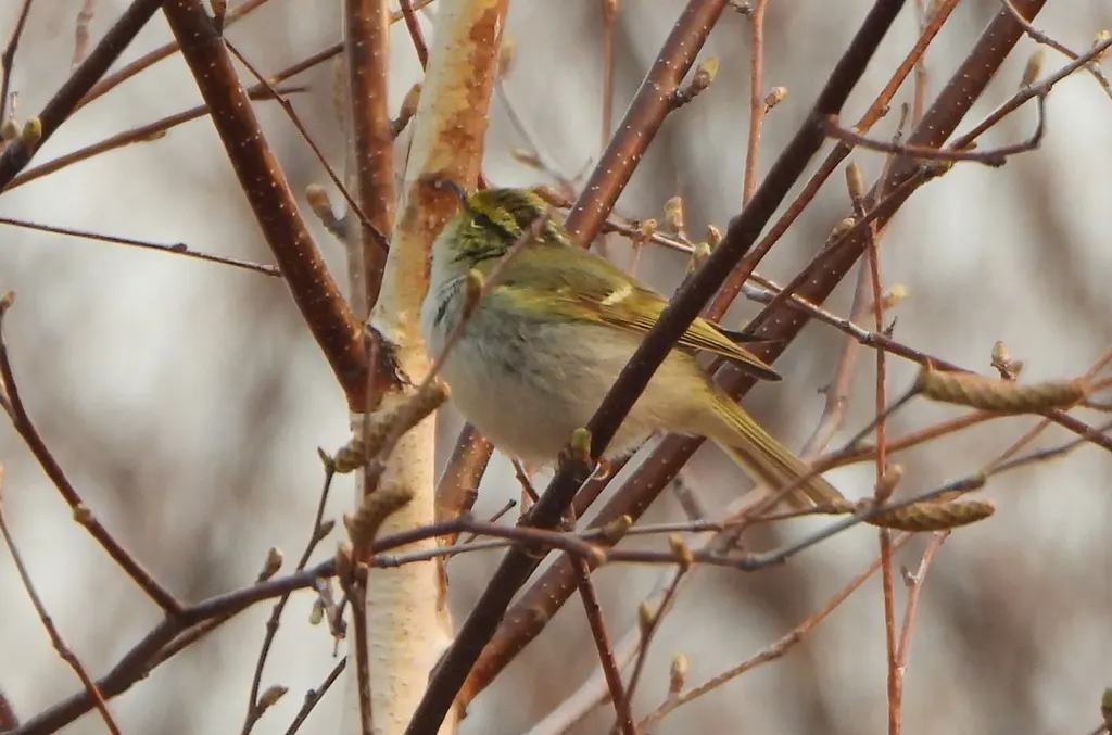 黄腰柳莺(Phylloscopus proregulus)
