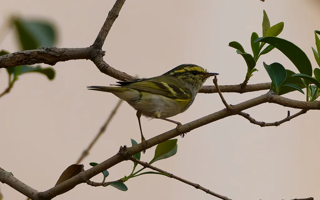 黄腰柳莺(Phylloscopus proregulus)