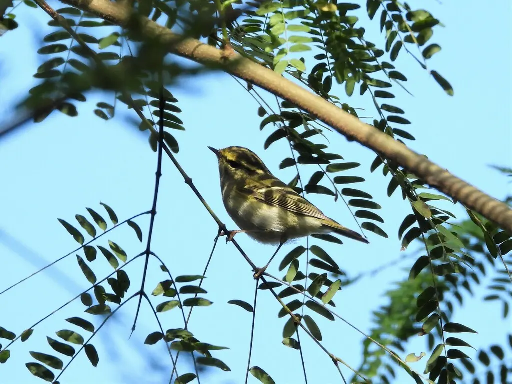 黄腰柳莺(Phylloscopus proregulus)