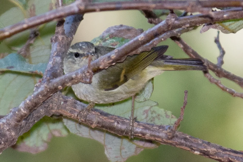 橙斑翅柳莺（Phylloscopus pulcher）