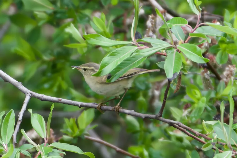 橙斑翅柳莺（Phylloscopus pulcher）