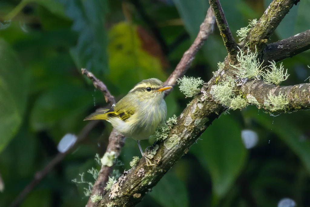 西南冠纹柳莺（Phylloscopus reguloides）