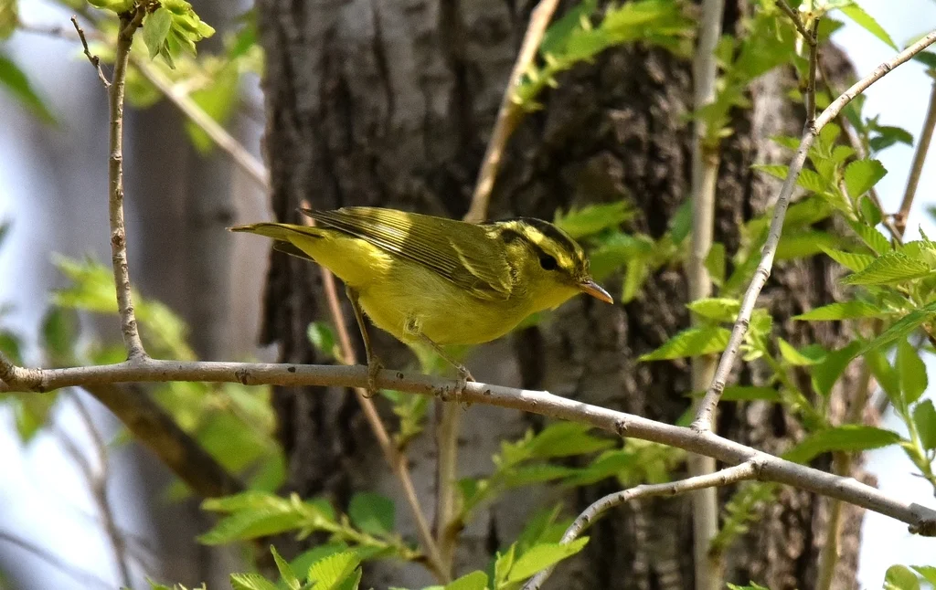 黑眉柳莺(Phylloscopus ricketti)