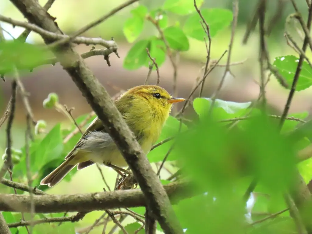 黄喉柳莺(Phylloscopus ruficapilla)