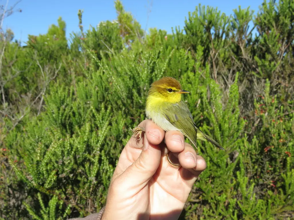 黄喉柳莺(Phylloscopus ruficapilla)