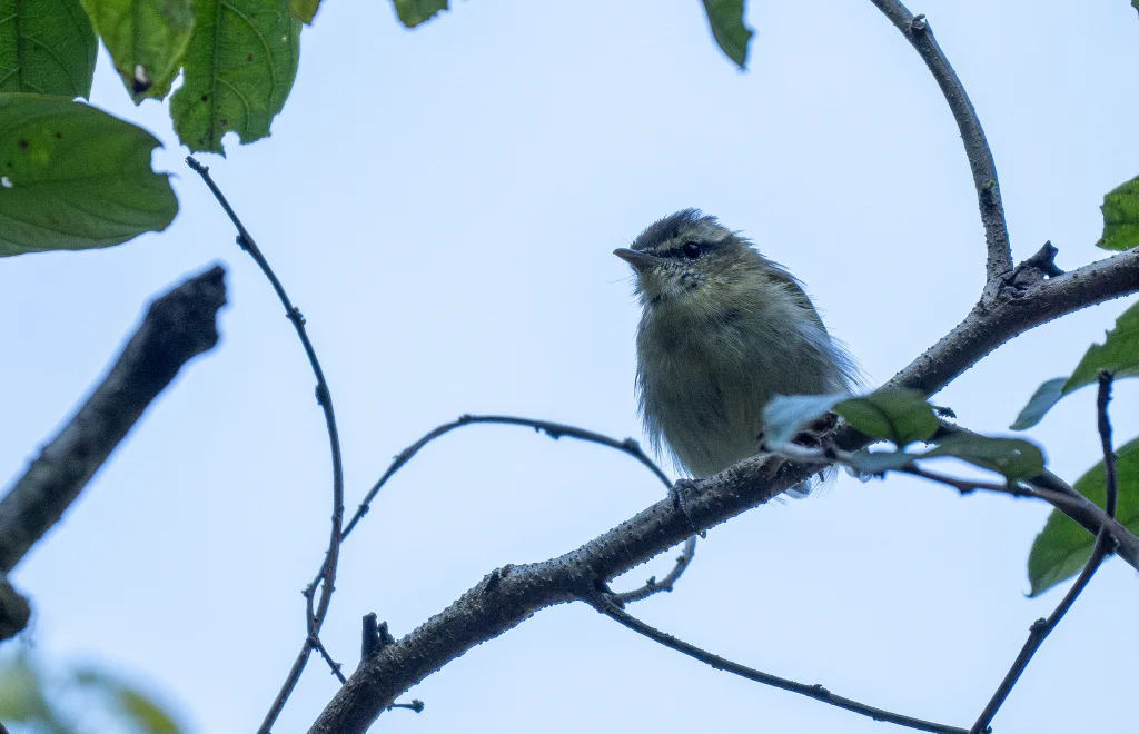 隆山柳莺(Phylloscopus sarasinorum)