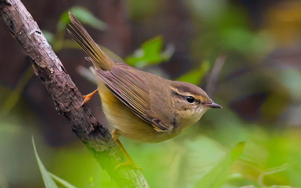 巨嘴柳莺(Phylloscopus schwarzi)