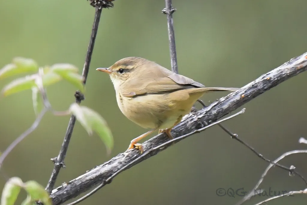 巨嘴柳莺(Phylloscopus schwarzi)