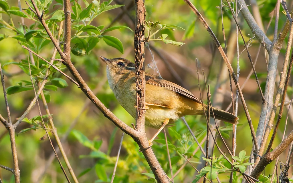 巨嘴柳莺(Phylloscopus schwarzi)