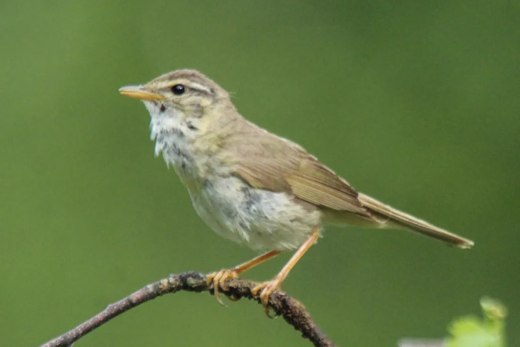 巨嘴柳莺(Phylloscopus schwarzi)