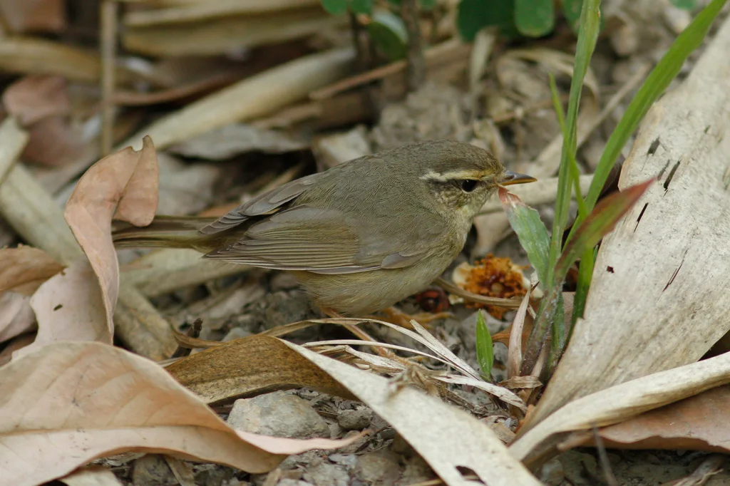 巨嘴柳莺(Phylloscopus schwarzi)