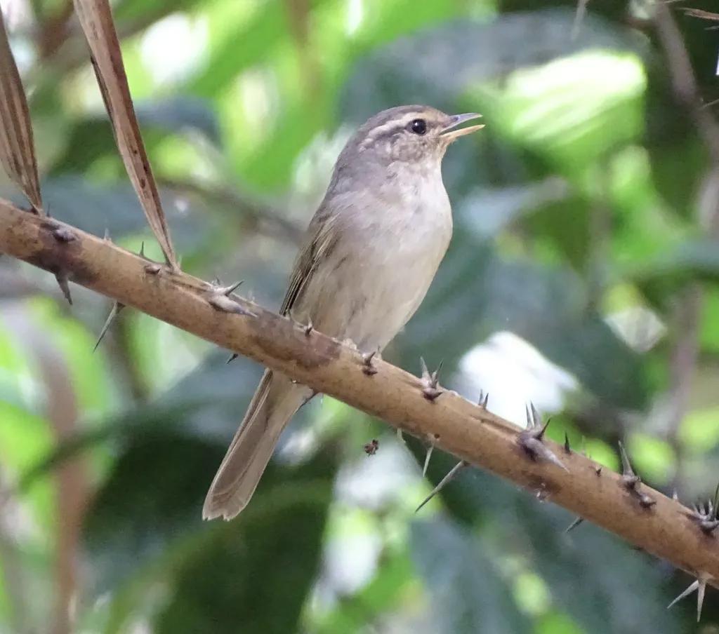 巨嘴柳莺(Phylloscopus schwarzi)