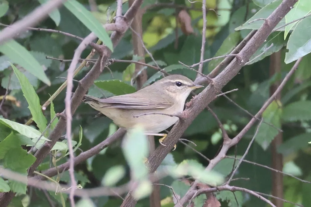 巨嘴柳莺(Phylloscopus schwarzi)