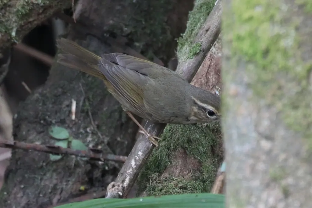 巨嘴柳莺(Phylloscopus schwarzi)