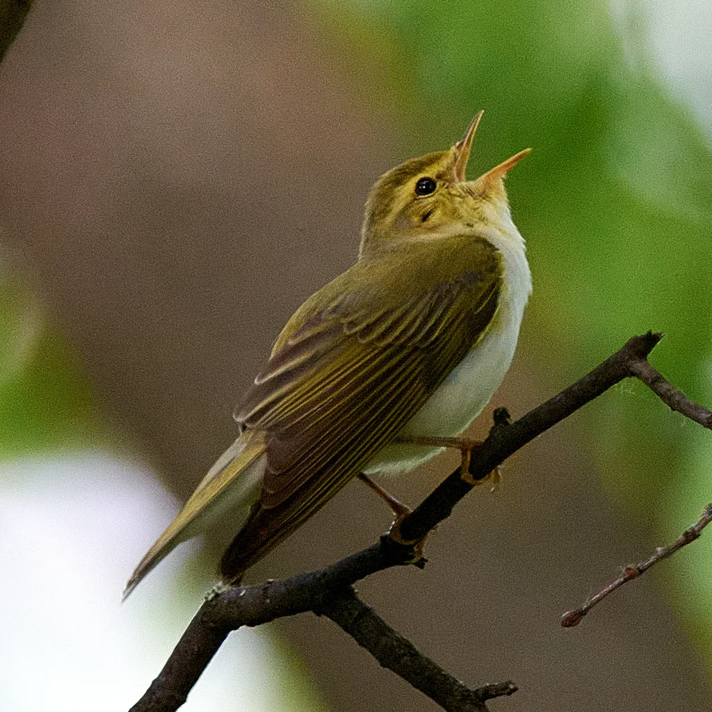 林柳莺(Phylloscopus sibilatrix)