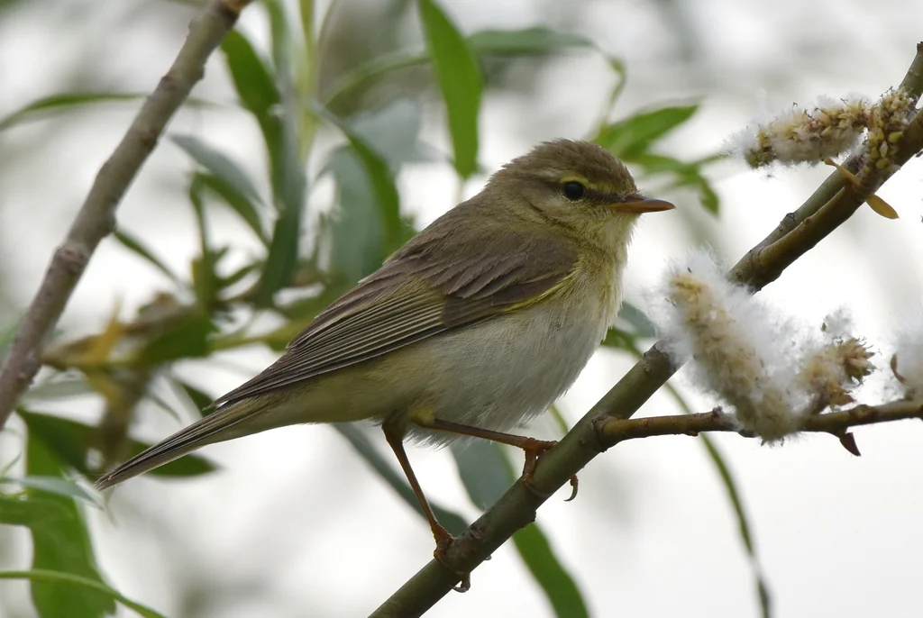 林柳莺(Phylloscopus sibilatrix)